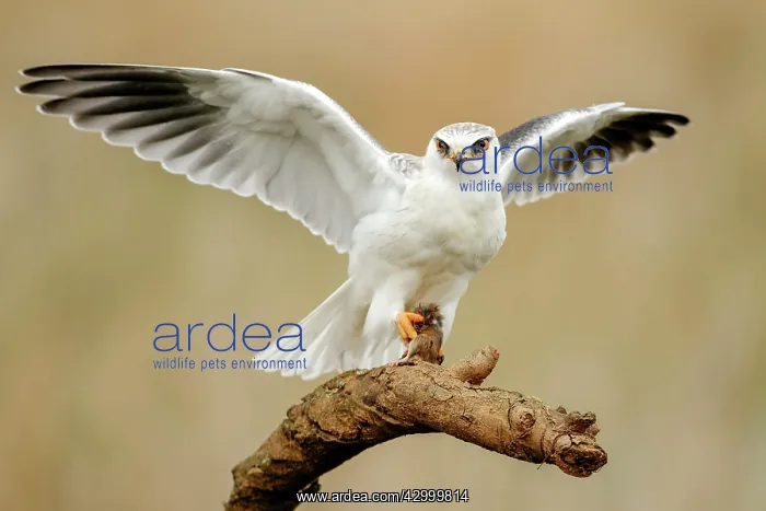 : Black-winged Kite : Black-winged Kite