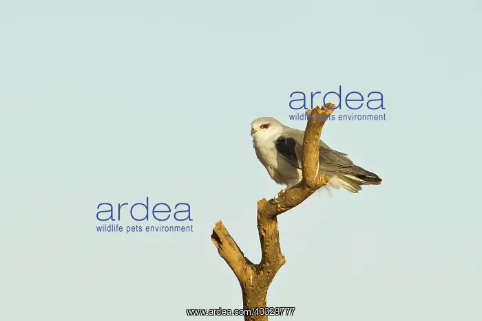 : Black-winged Kite : Black-winged Kite