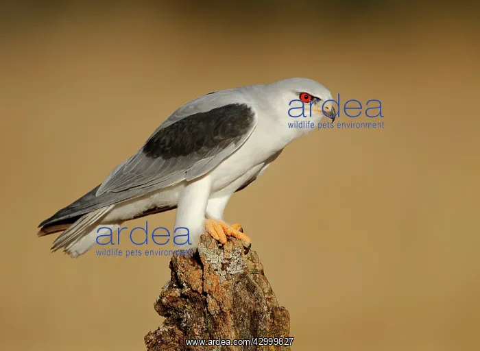 : Black-winged Kite - adult perched on a branch : Black-winged Kite - adult perched on a branch