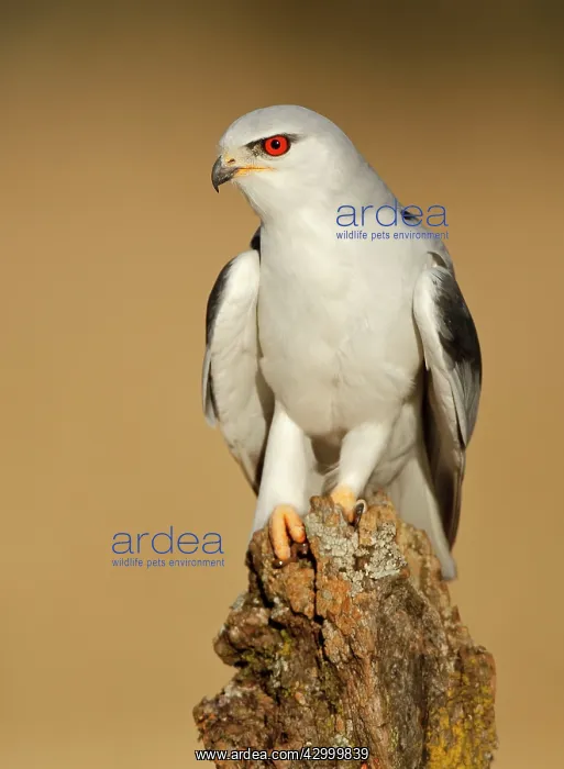 : Black-winged Kite - Adult perched on a branch : Black-winged Kite - Adult perched on a branch