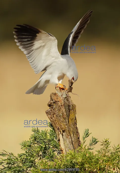 : Black-winged Kite - adult perched on a branch with its prey : Black-winged Kite - adult perched on a branch with its prey