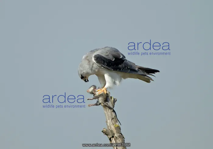: Black-winged Kite / Black-shouldered Kite - eating : Black-winged Kite / Black-shouldered Kite - eating