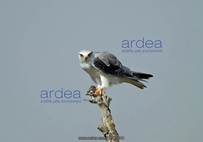: Black-winged Kite / Black-shouldered Kite - eating : Black-winged Kite / Black-shouldered Kite - eating