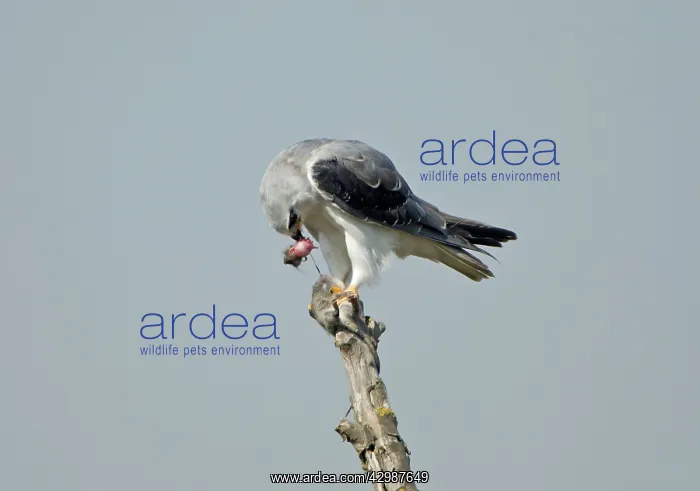 : Black-winged Kite / Black-shouldered Kite - eating : Black-winged Kite / Black-shouldered Kite - eating