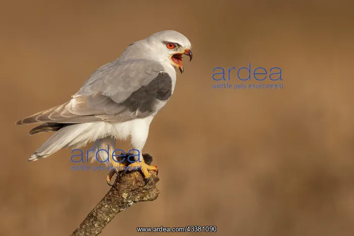 : Black-winged kite (Elanus caeruleus) calling, on : Black-winged kite (Elanus caeruleus) calling, on