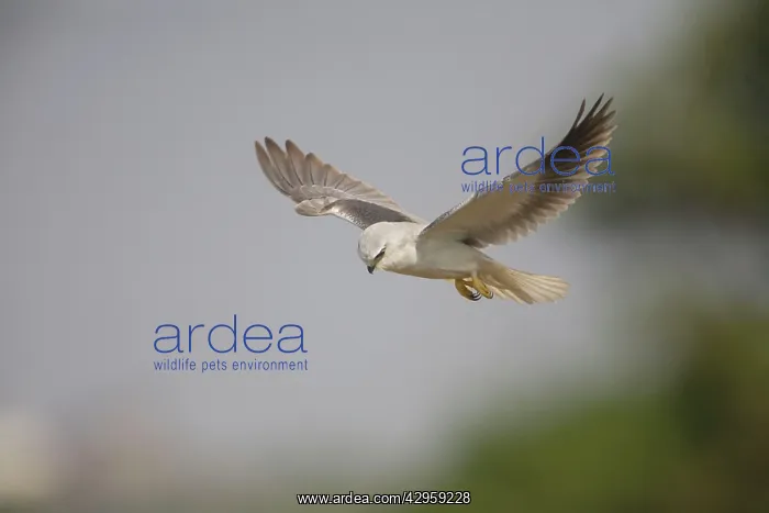 : Black-winged Kite - in flight : Black-winged Kite - in flight