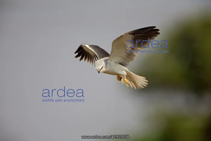 : Black-winged Kite - in flight : Black-winged Kite - in flight