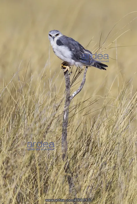 : Black-winged Kite - Kalahari Desert, Kgalagadi Transfrontier : Black-winged Kite - Kalahari Desert, Kgalagadi Transfrontier