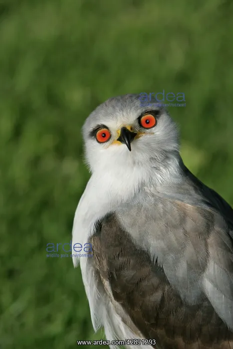 : Black-winged Kite - Portrait : Black-winged Kite - Portrait