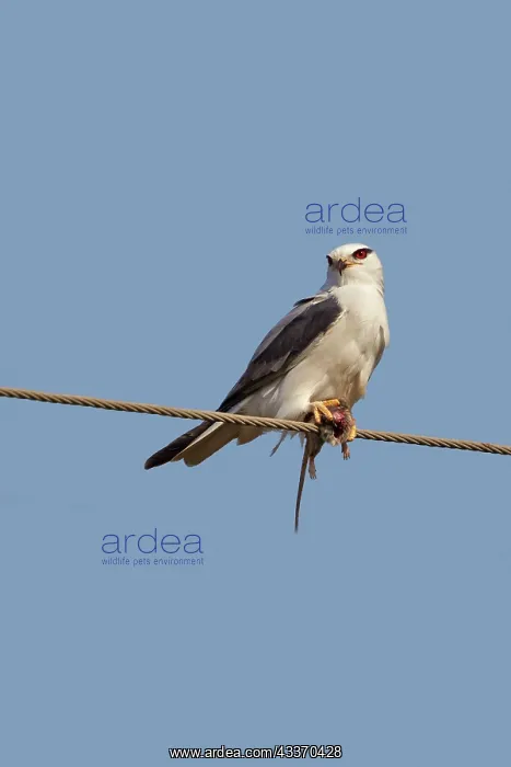 : Black-winged Kite - with prey : Black-winged Kite - with prey