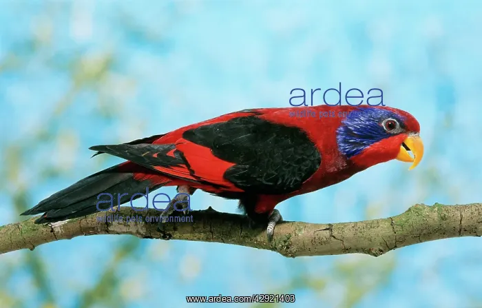 : BLACK-WINGED LORY - SIDE VIEW : BLACK-WINGED LORY - SIDE VIEW