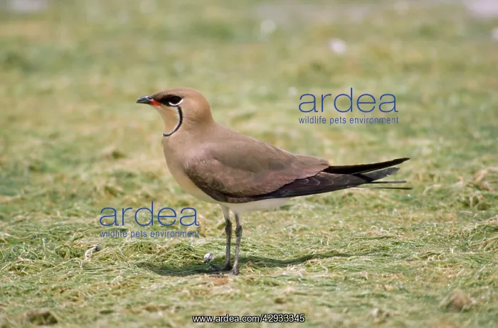 : Black-winged PRATINCOLE - side view : Black-winged PRATINCOLE - side view