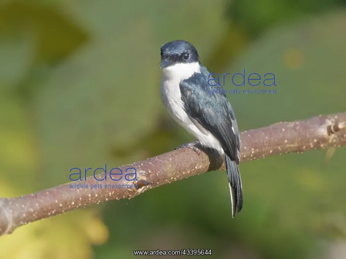 : Black Winged Shrike Flycatcher Hemipus hirundina : Black Winged Shrike Flycatcher Hemipus hirundina