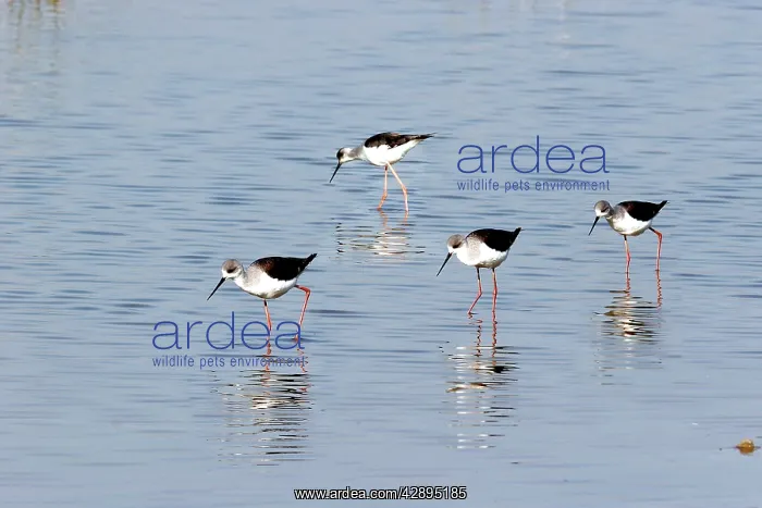 : Black-winged Stilt : Black-winged Stilt