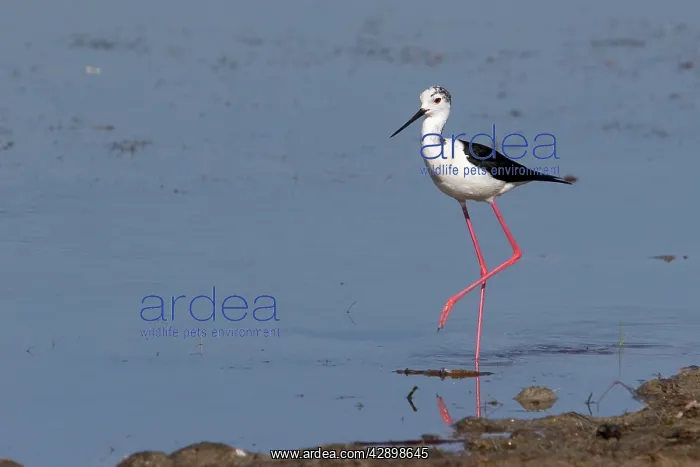 : Black-winged Stilt : Black-winged Stilt
