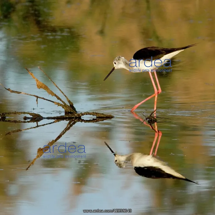 : Black-winged Stilt : Black-winged Stilt