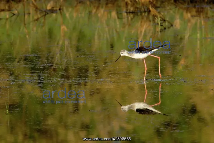  : Black-winged Stilt