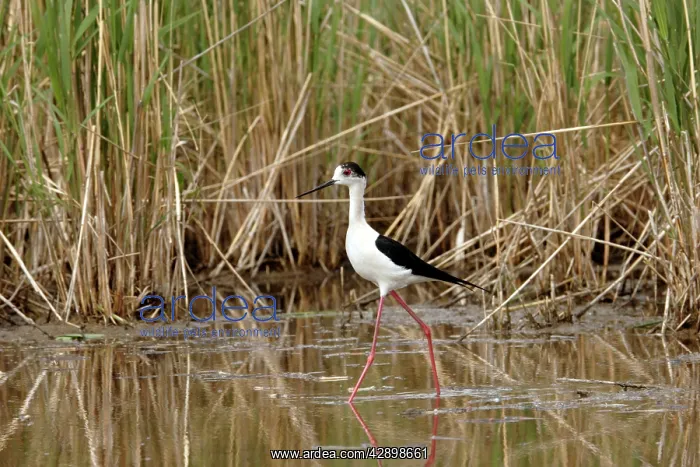 : Black-winged Stilt : Black-winged Stilt