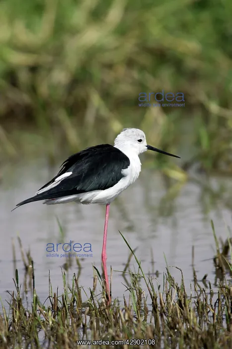 : Black-winged Stilt : Black-winged Stilt