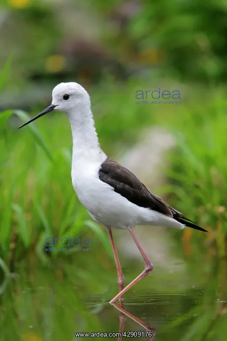: Black-winged Stilt : Black-winged Stilt