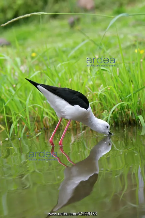 : Black-winged Stilt : Black-winged Stilt