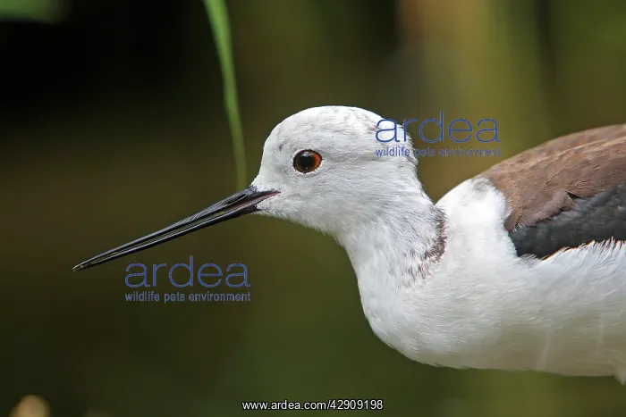 : Black-winged Stilt : Black-winged Stilt