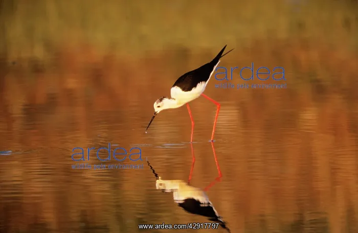 : Black-winged Stilt : Black-winged Stilt