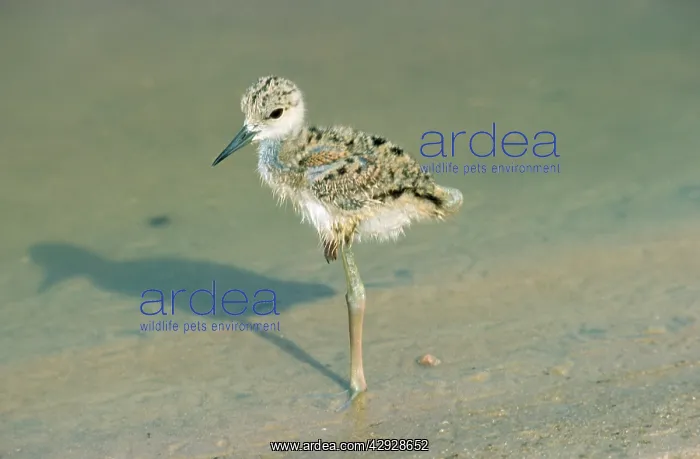 : BLACK-WINGED STILT : BLACK-WINGED STILT