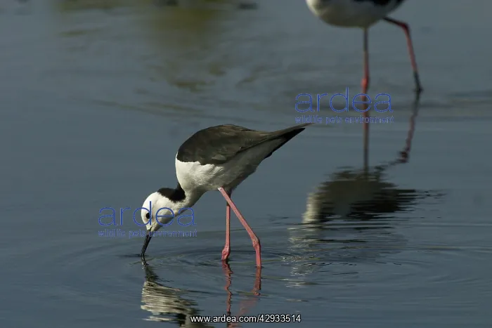 : Black-winged Stilt : Black-winged Stilt