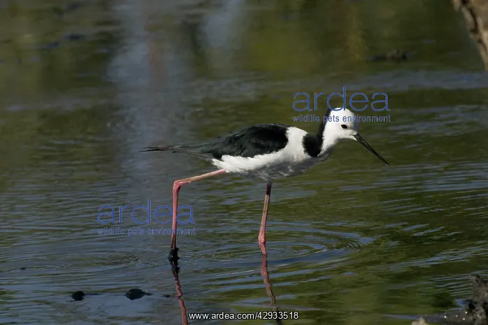  : Black-winged Stilt