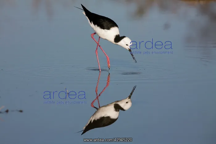 : Black-winged Stilt : Black-winged Stilt