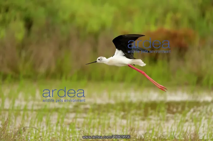 : Black-winged Stilt : Black-winged Stilt