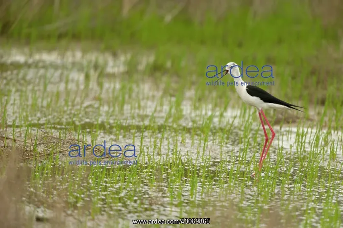 : Black-winged Stilt : Black-winged Stilt