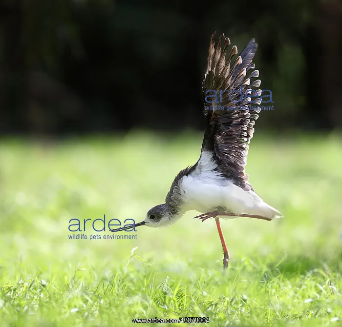 : Black-winged Stilt : Black-winged Stilt