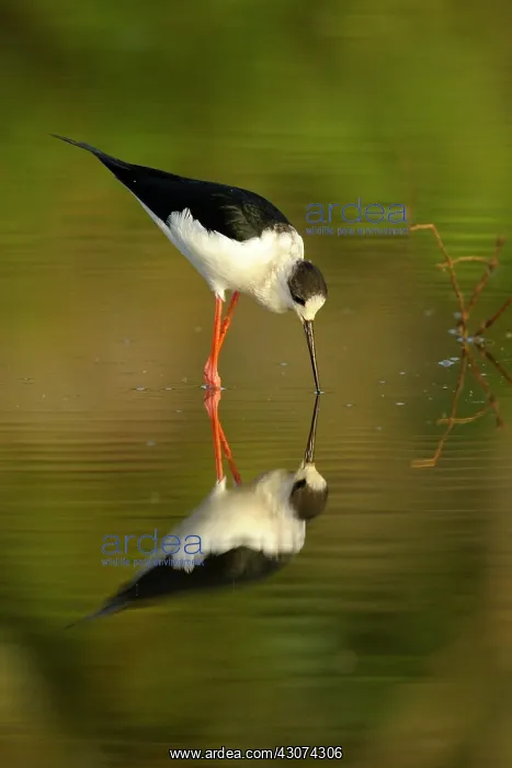 : Black-winged Stilt : Black-winged Stilt