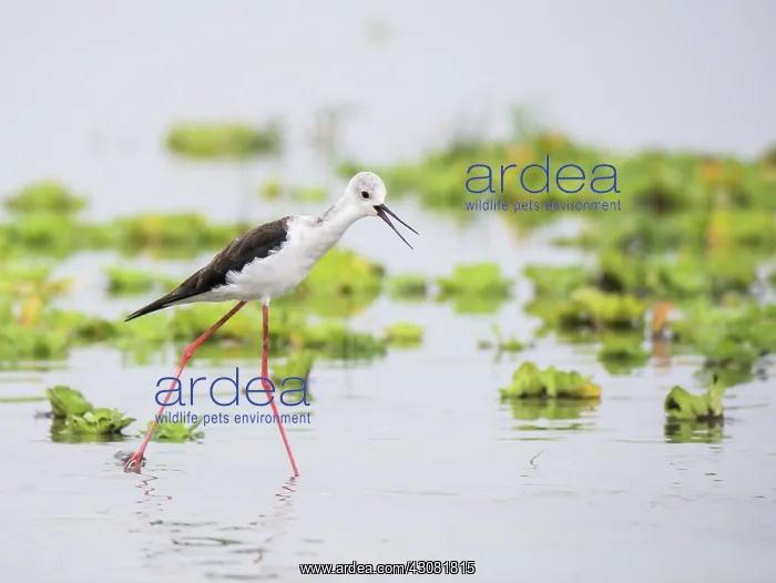 : Black-winged Stilt : Black-winged Stilt