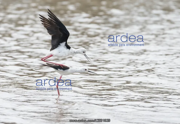 : Black-winged Stilt : Black-winged Stilt