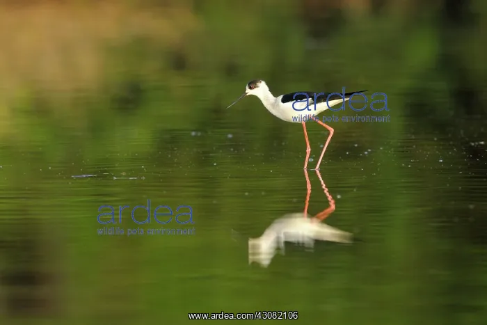 : Black-winged Stilt : Black-winged Stilt