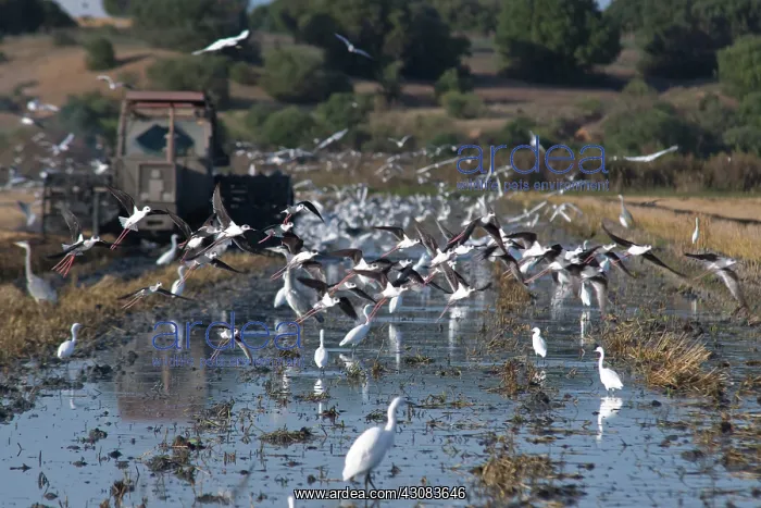 : Black-winged Stilt : Black-winged Stilt