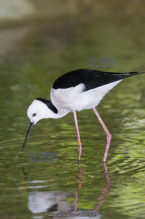 : Black-winged stilt : Black-winged stilt