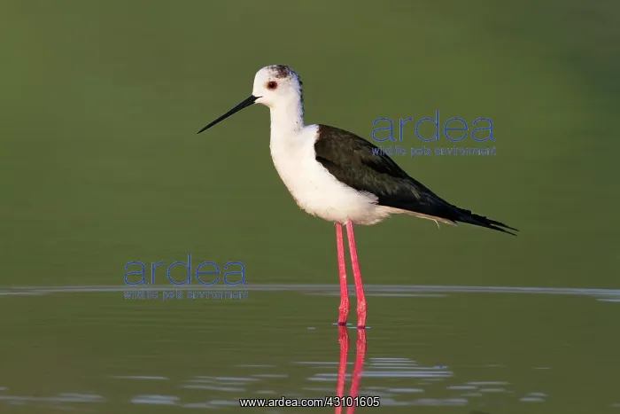 : Black-winged Stilt : Black-winged Stilt