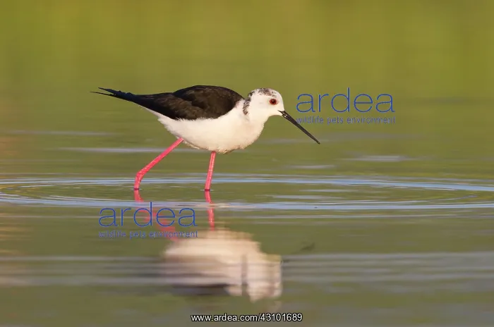 : Black-winged Stilt : Black-winged Stilt