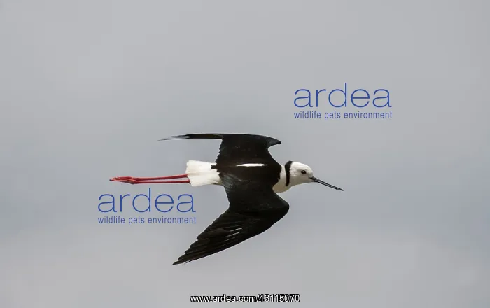 : Black-winged Stilt : Black-winged Stilt