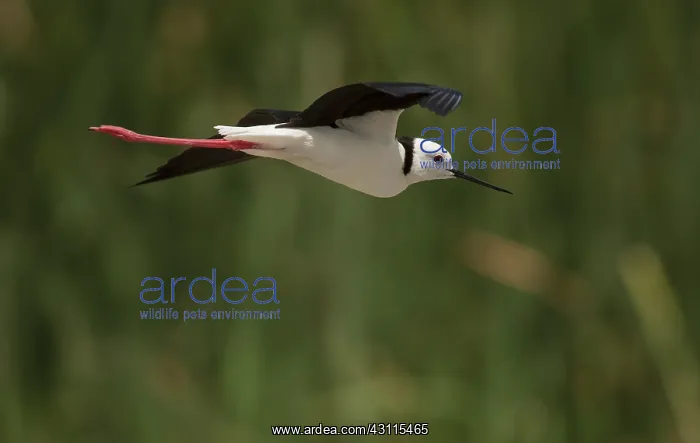 : Black-winged Stilt : Black-winged Stilt