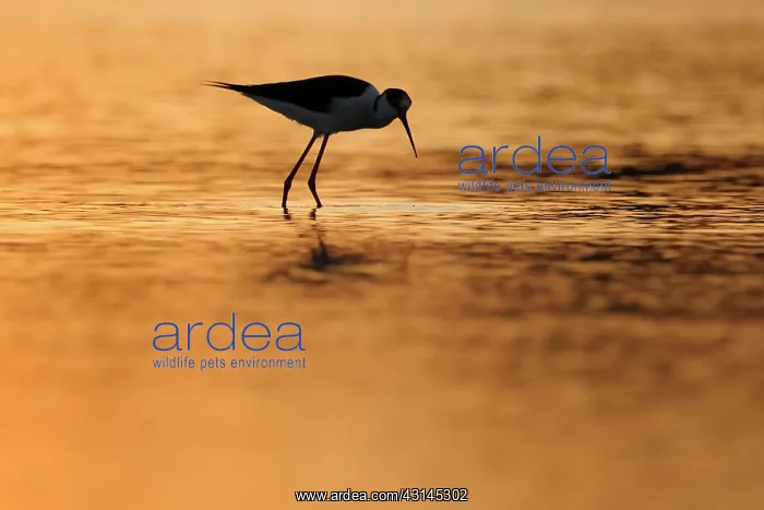: Black-winged Stilt : Black-winged Stilt