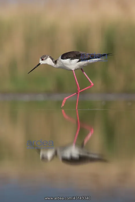 : Black-winged Stilt : Black-winged Stilt
