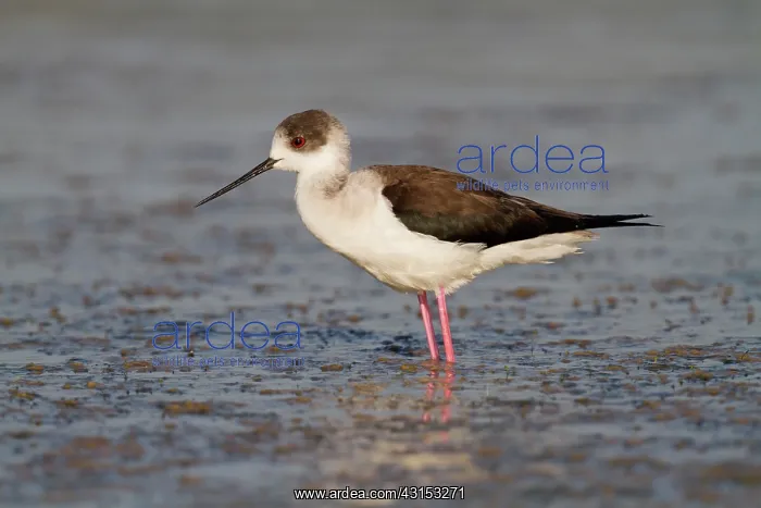 : Black-winged Stilt : Black-winged Stilt