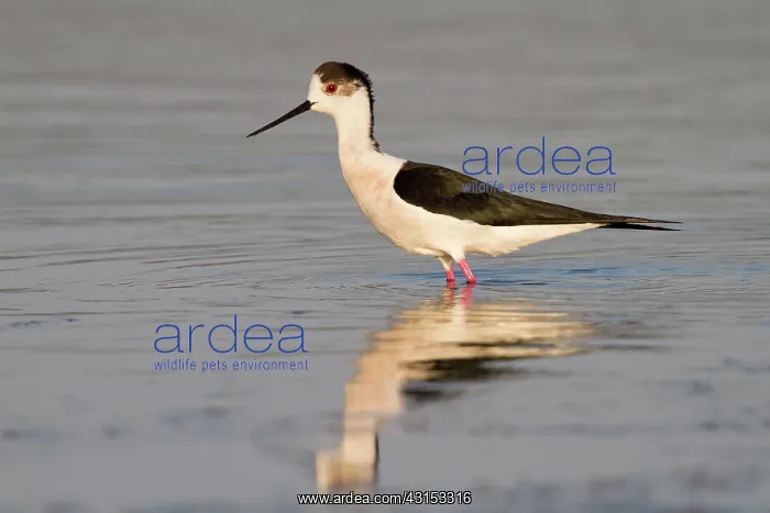 : Black-winged Stilt : Black-winged Stilt