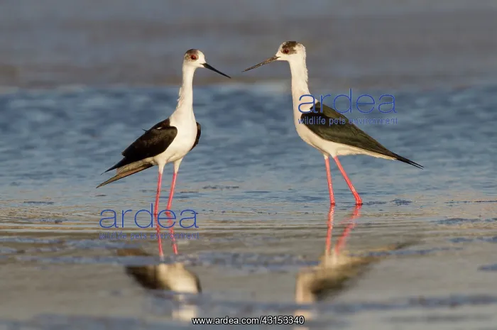  : Black-winged Stilt