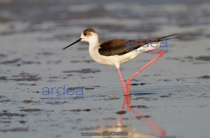 : Black-winged Stilt : Black-winged Stilt